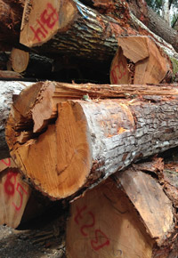 stack of Genuine Mahogany logs
