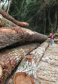 logging Genuine Mahogany