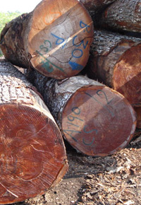 Mahogany logs