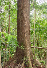 Mahogany tree on plantation