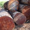 mahogany logs