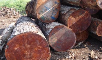mahogany logs