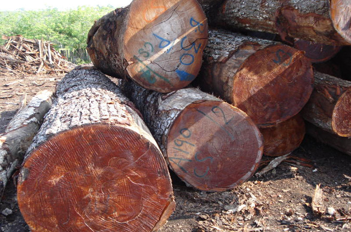 mahogany logs