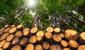 freshly hewn tree logs stacked in forest