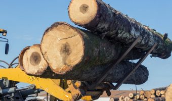 large heavy logs being carried by mover truck